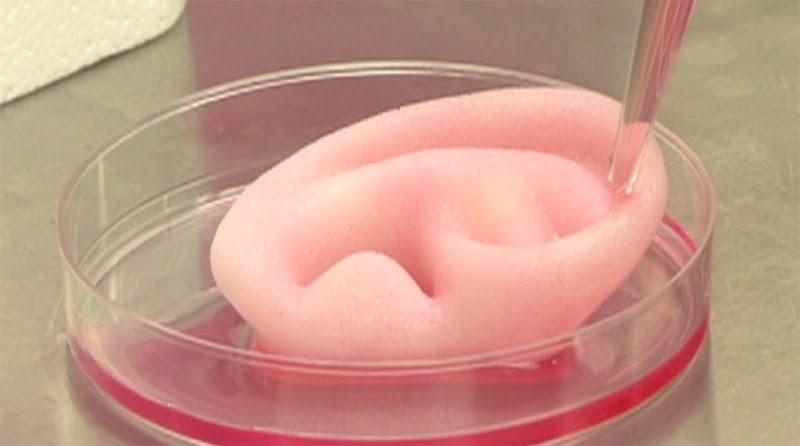 3D printed ear in petri dish